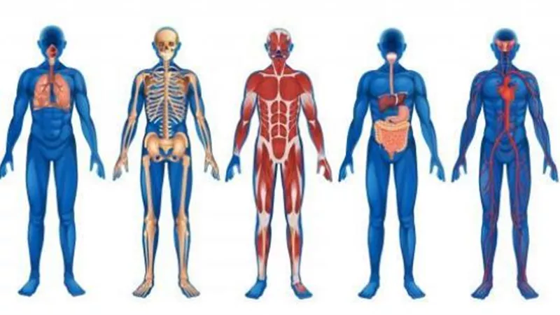 دراسة تكشف تطور جسم الإنسان خلال الـ100 عام الماضية
