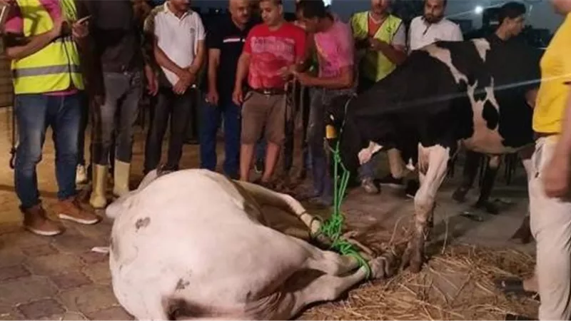 السيسى يرسل هدية لطفل المحلة المختطف احتفالا بعودته