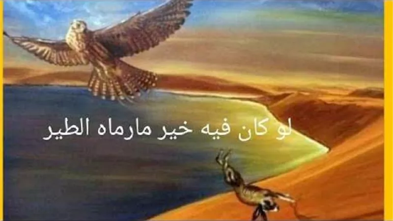 بومة وراء مثل ”لو كان فيه الخير ما كان رماه الطير”..اعرف القصة