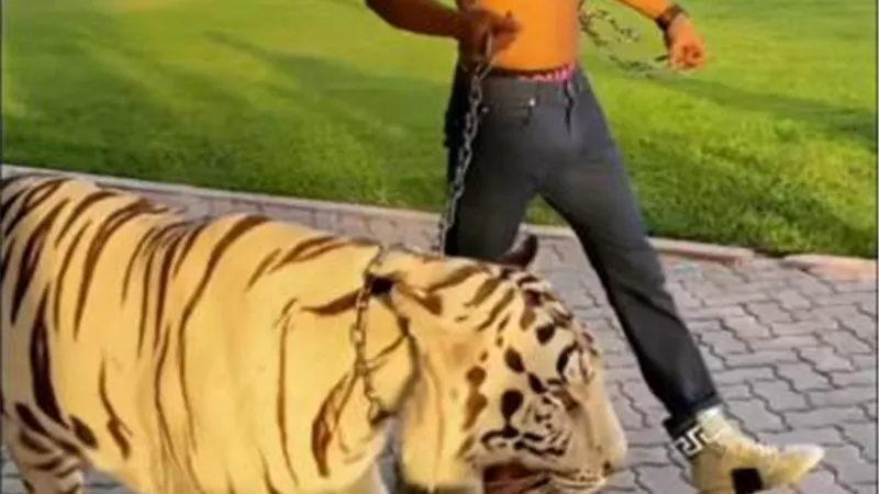 محمد رمضان بصحبة نمر أبيض ويعلق: مبسمعش نباح كلاب