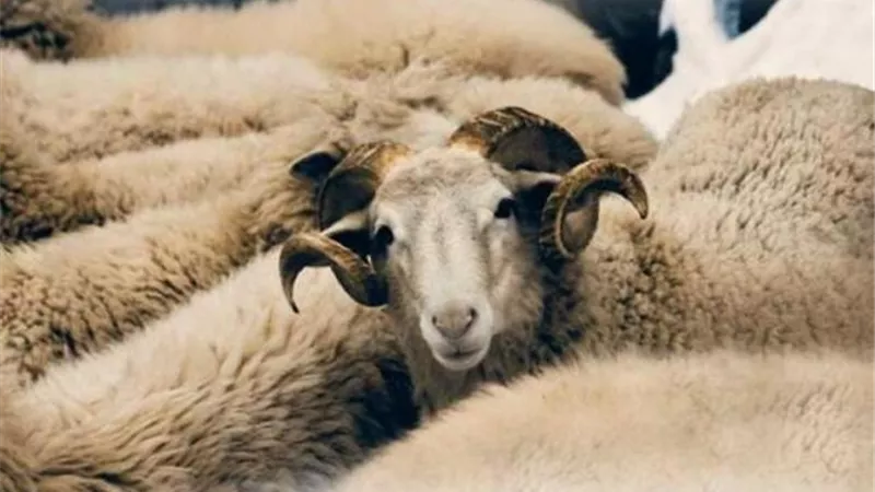 التموين تعلن أسعار لحوم عيد الأضحى .. تعرف عليها