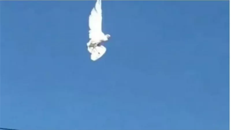 بالفيديو.. مشهد صادم لطائر يتجمد أثناء تحليقه في السماء