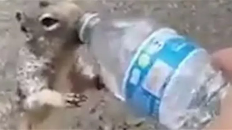 شاهد .. واقعة غريبة لسنجاب يلح على طفل لشرب المياه