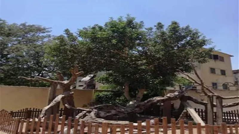 عمرها 3000 عام .. حكاية شجرة استظل بها المسيح