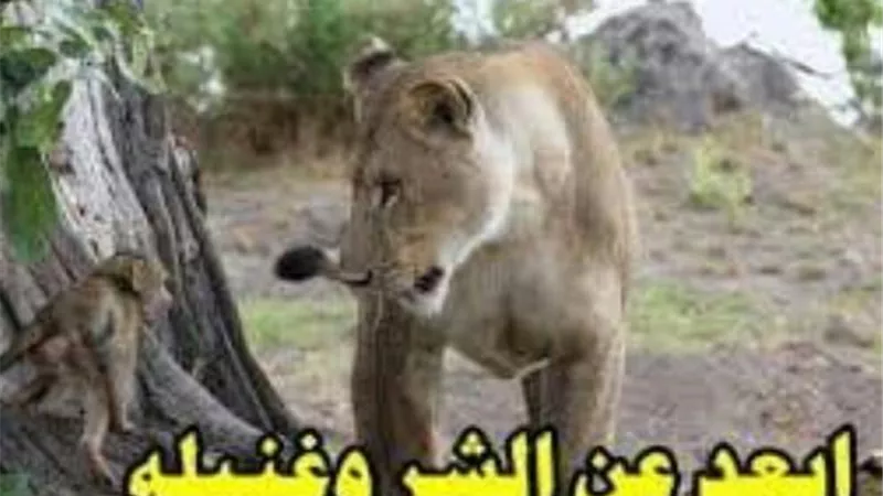 ”أسد وقرد وحمار” وراء مثل ”أبعد عن الشر وغنيله”.. أعرف القصة