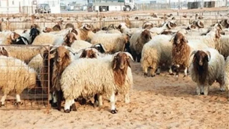 الجيزة تفرض غرامة كبيرة على نقل وحفظ جلود الأضاحي بدون تصريح..تعرف عليها