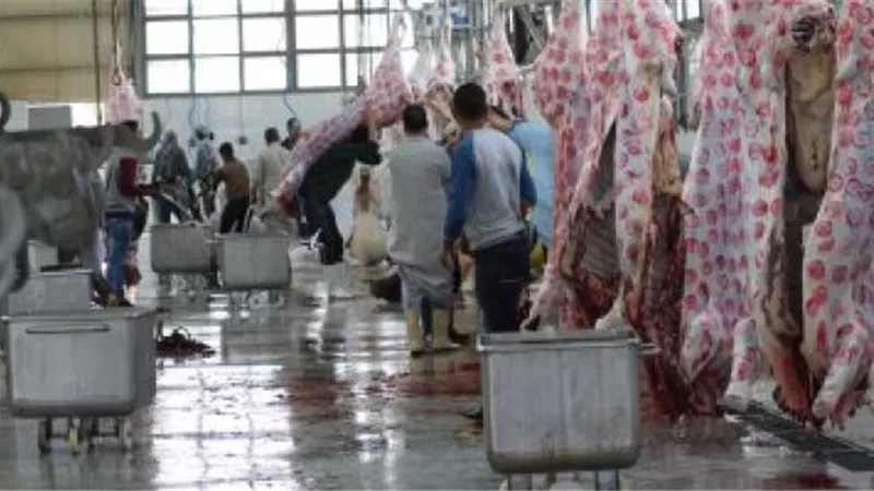 كفر الشيخ: فتح المجازر الحكومية لذبح الأضاحي مجانا و غرامة للذبح في الشوارع