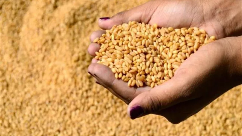 وزير التموين يعلن زيادة سعة تخرين القمح بالصوامع لـ3.4 مليون طن