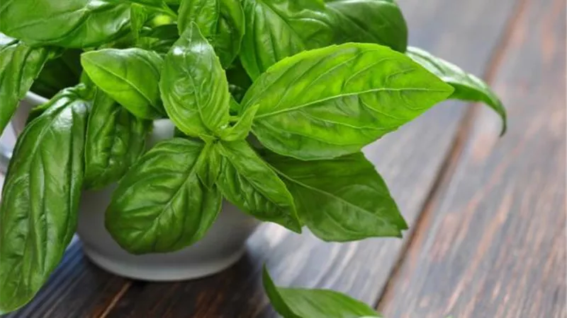 4 نباتات تُخلصك من الناموس..تعرفي عليها