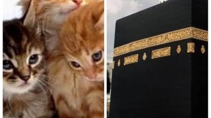 تذهب لأداء فريضة الحج.. حكاية اختفاء القطط أول أيام عيد الأضحى !