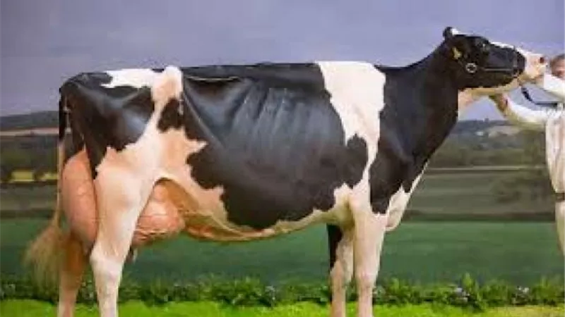 مركز الأزهر العالمي للفتوى يكشف حكم ذبح الأضحية الحامل