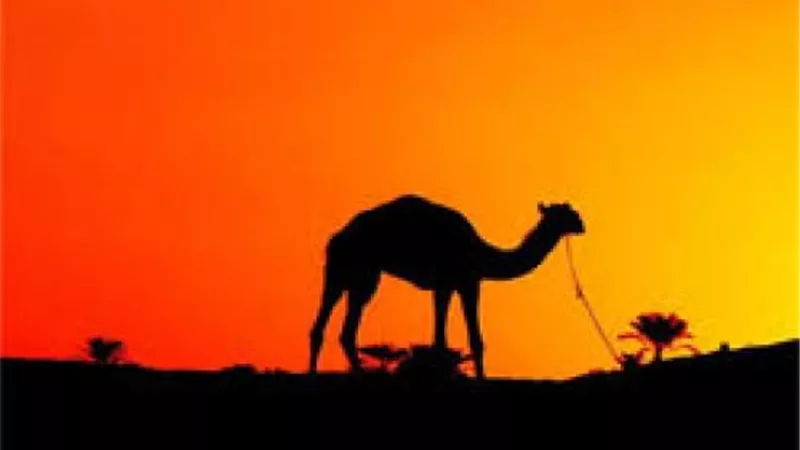 ”ترك له الحبل على الغارب”..اعرف قصة المثل