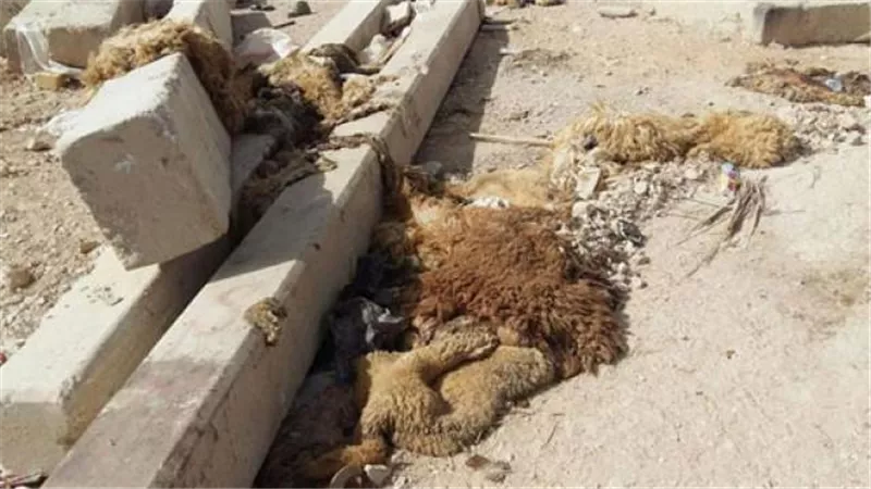 قبل العيد.. دار الإفتاء توجه رسالة للمواطنين بخصوص «مخلفات الأضاحي»