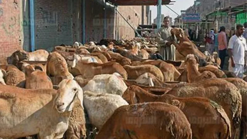 الزراعة تشن حملات مكبرة بالتنسيق مع الأمن لاستهداف أماكن بيع اللحوم الحية