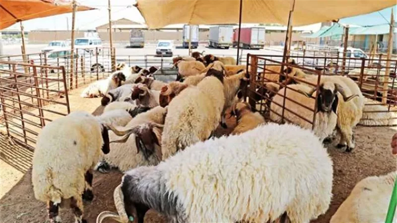 تعرف على خطة البيئة لمنع انتشار مخلفات ذبح الأضاحى