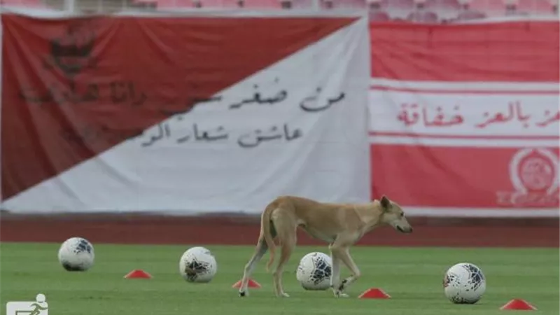 ”كلب” يخطف الأضواء من فوز الشباب على الوحدة بثلاثية