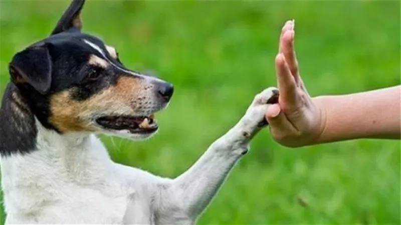 هل تصح الصلاة بعد لمس الكلاب؟ .. الإفتاء تجيب