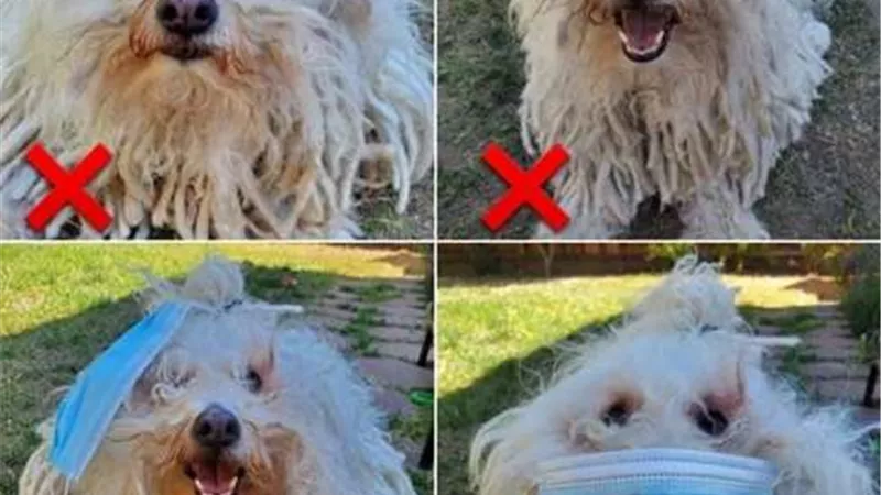 ما هى الطريقة الصحيحة لارتداء الكمامة؟.. كلب زوكربيرج يجيب