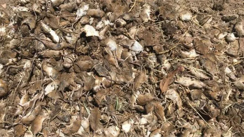 طاعون الفئران يهدد أستراليا بالمجاعة