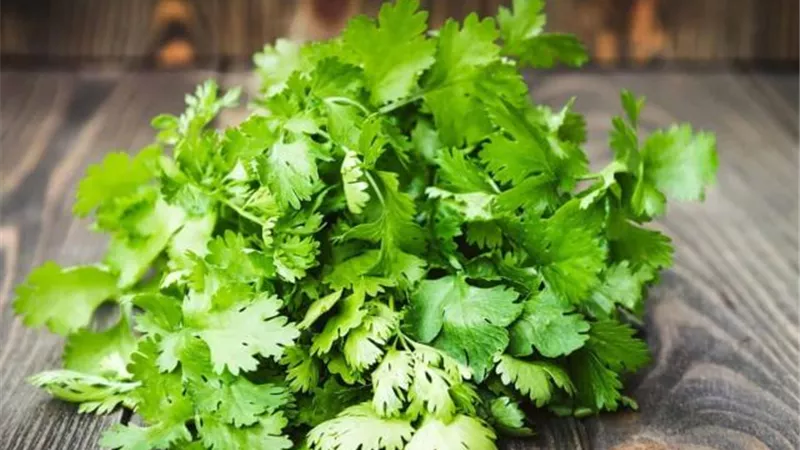 ماذا يحدث للجسم عند تناول ماء الكزبرة يوميًا؟