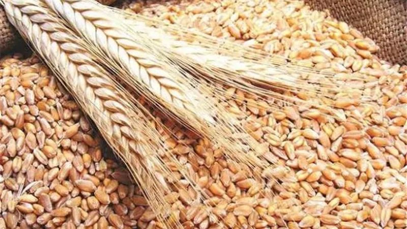 الحكومة تكشف حقيقة تأثر مخزون مصر الاستراتيجى من الأقماح بتقلبات السوق العالمى