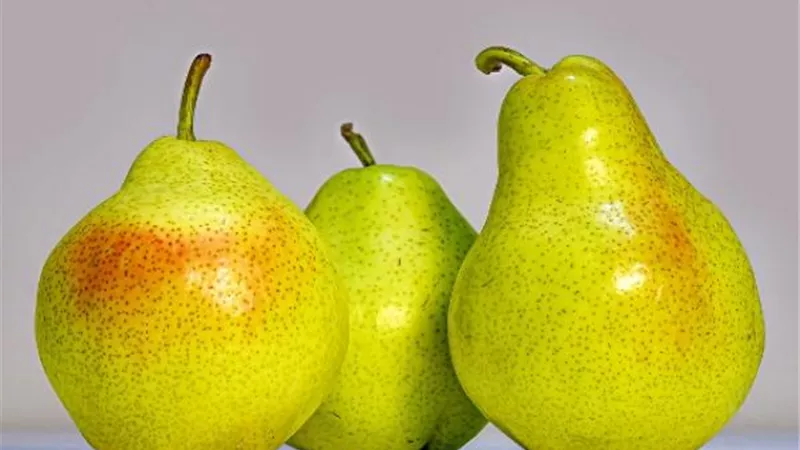 الفوائد الصحية لفاكهة الكمثرى