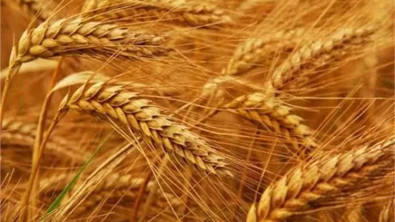 تفاصيل مباحثات بوتين ورئيس الاتحاد الأفريقي للإفراج عن القمح الأوكراني