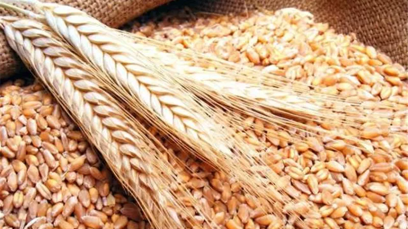 بيان أوكراني صادم بشأن محاصيل ​القمح والحبوب