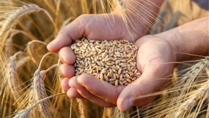 توقيع اتفاق بين أوكرانيا وروسيا وتركيا لاستئناف صادرات الحبوب في البحر الأسود