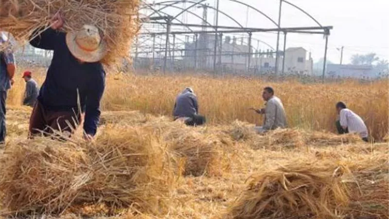 الإرشاد الزراعي: جمع وتدوير 787 ألف طن قش الأرز