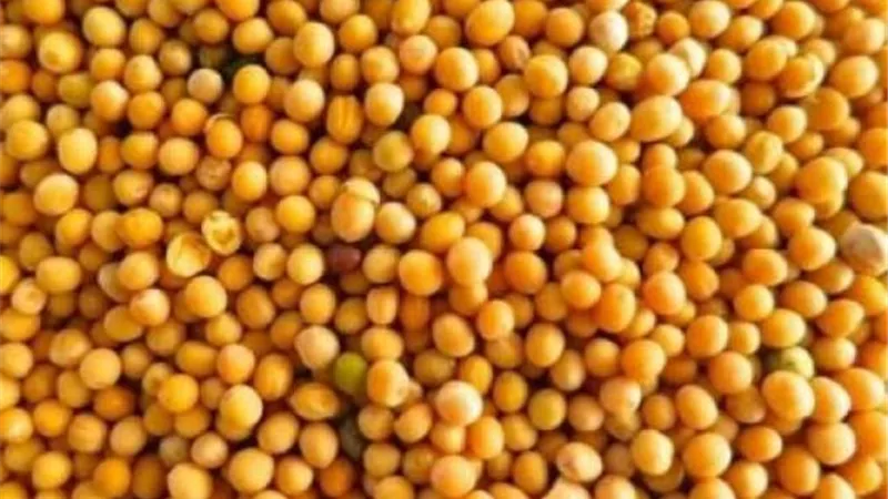 تعرف علي الأمراض التي يعالجها الخردل
