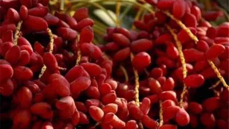 فوائد البلح الأحمر