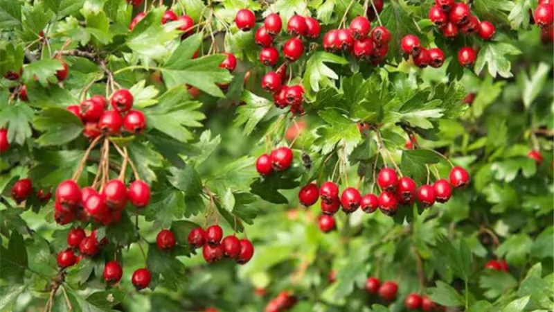 ما هو زيت الضرو وما هي فوائده المذهلة؟.. إليك التفاصيل