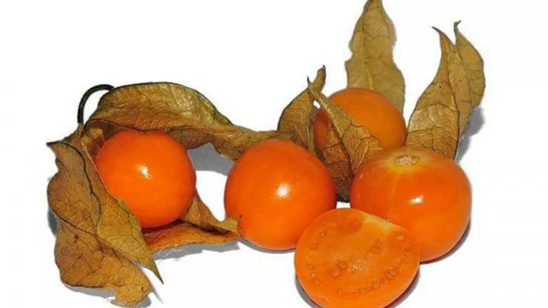 الحرنكش.. الحل السحرية لتقوية العظام والتخلص من السموم