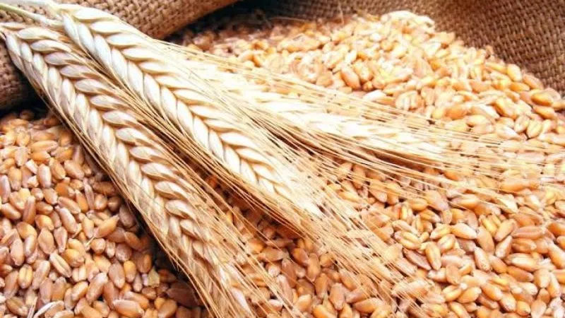 التموين: ارتفاع توريد القمح المحلى لـ 1.2 مليون طن