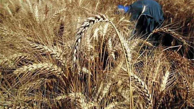 الإحصاء يكشف مفاجئة في انتاج الأرز والقمح المصري خلال 2019.. تعرف عليها