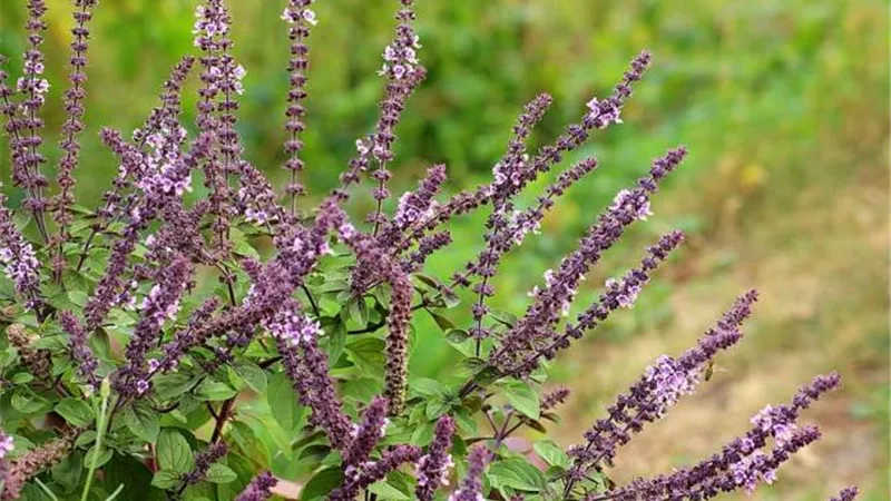 فوائد غير متوقعة عن «نبات السالفيا المريمية»؟.. تعرفي عليها