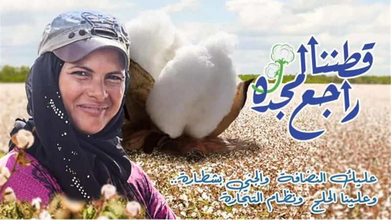 فوز  4 شركات من القطاع الخاص في أحدث مزادات القطن بالشرقية والبحيرة