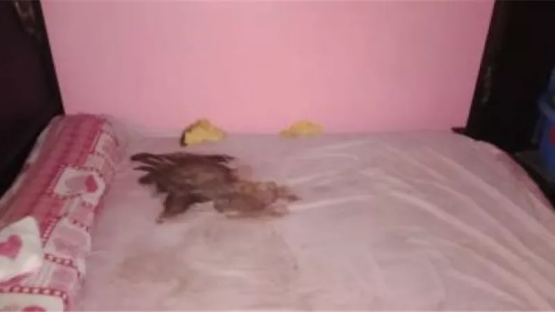 رضيع طوخ.. نكشف المسكوت عنه في القضية التي أصابت المصريين بصدمة كبري