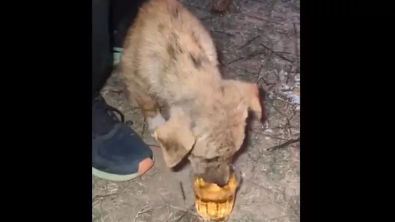 رجل يجبر جروًا على شرب الويسكي.. مقطع فيديو يشغل الغضب بالهند