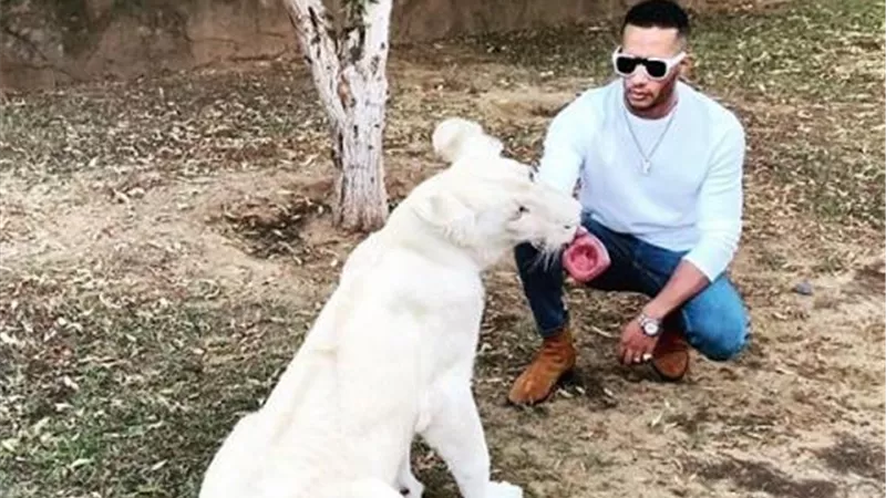 محمد رمضان يداعب ”أسد أبيض” على طريقته الخاصة (فيديو)