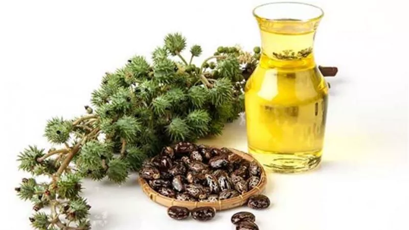 بخطوات بسيطة.. طرق الحفاظ على زيت الخروع
