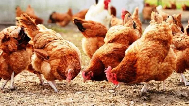 بورصة الدواجن .. كيلو الفراخ البلدى يسجل 40 جنيها اليوم