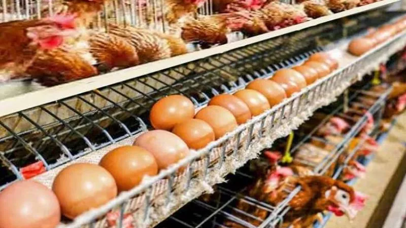 سعر الفراخ البيضاء والساسو والبيض اليوم الأربعاء 7-2-2024