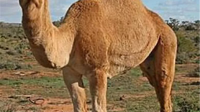 لماذا اختص الله الإبل بعجائب قدرته؟