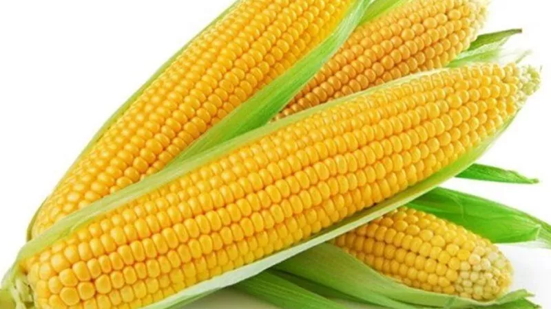 سعر طن الذرة الصفراء اليوم الخميس 22-2-2024 بعد التراجع الكبير بالأسواق