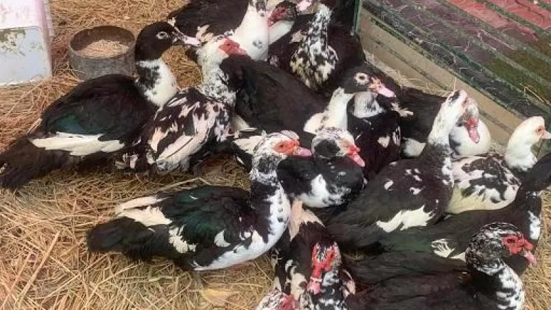 الفرنساوى والبغال .. أسعار البط اليوم الخميس 22-2-2024