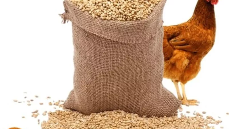 أسعار الأعلاف اليوم السبت 2-3-2024 في مصر
