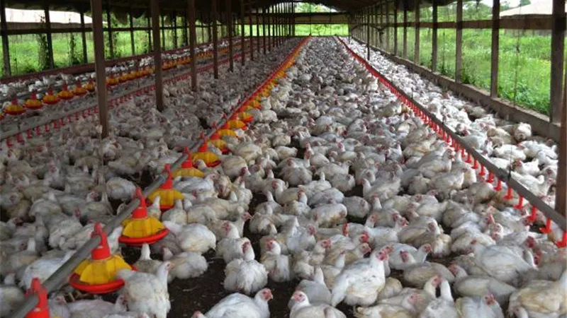 استقرار سعر الدواجن فى المحال التجارية عند 26 جنيها للحية.. و33 للمجمدة