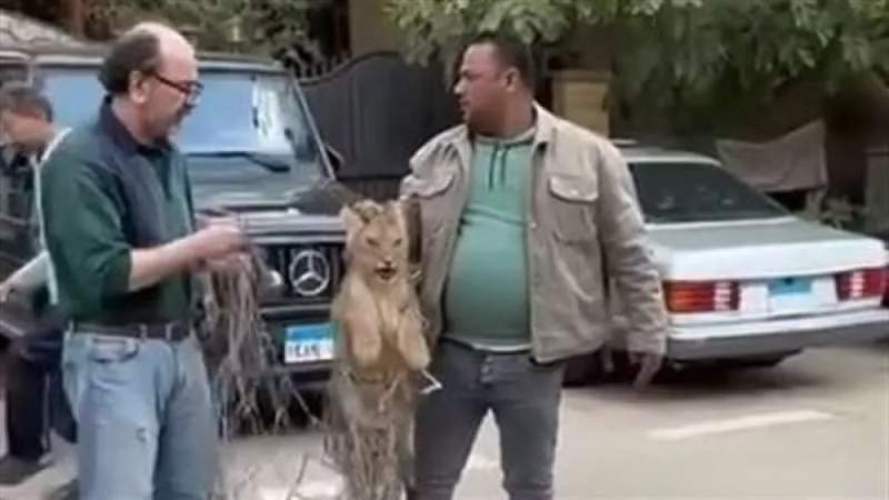 عاجل| حكاية ظهور أسد فى أحد شوارع التجمع الأول